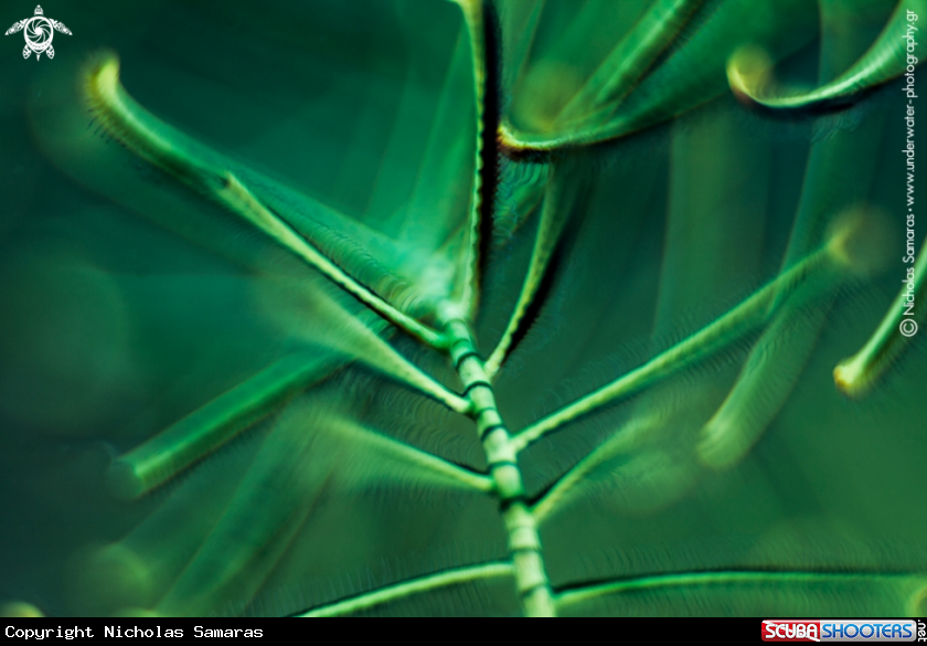 A Crinoid