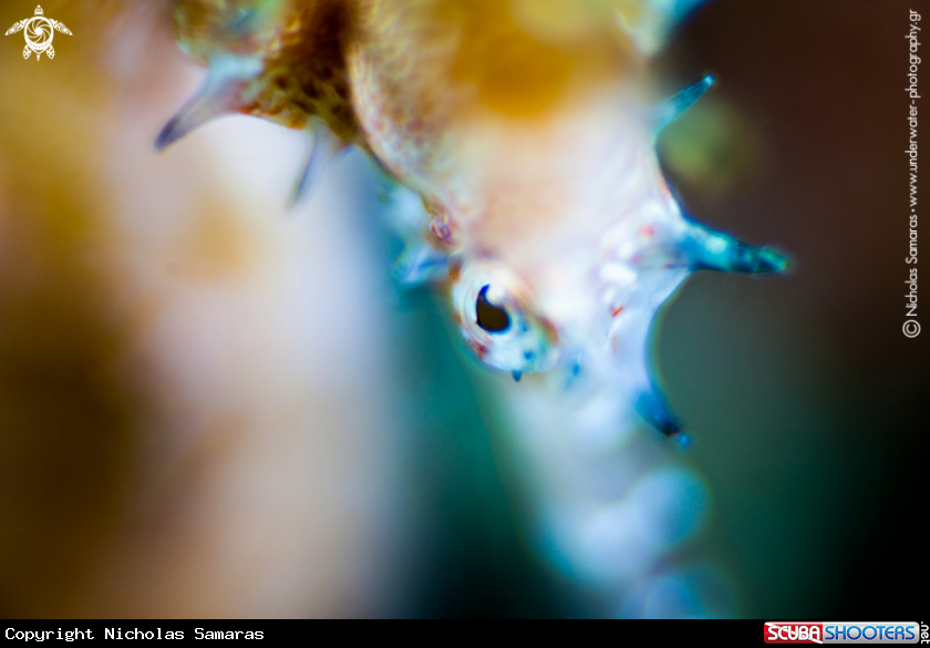 A Seahorse
