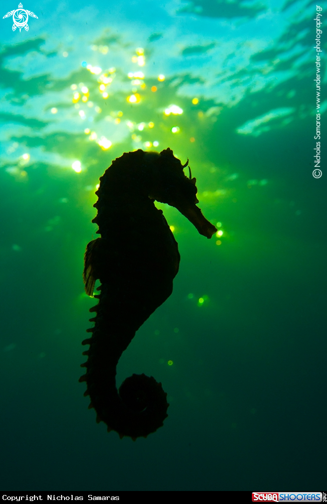 A Seahorse
