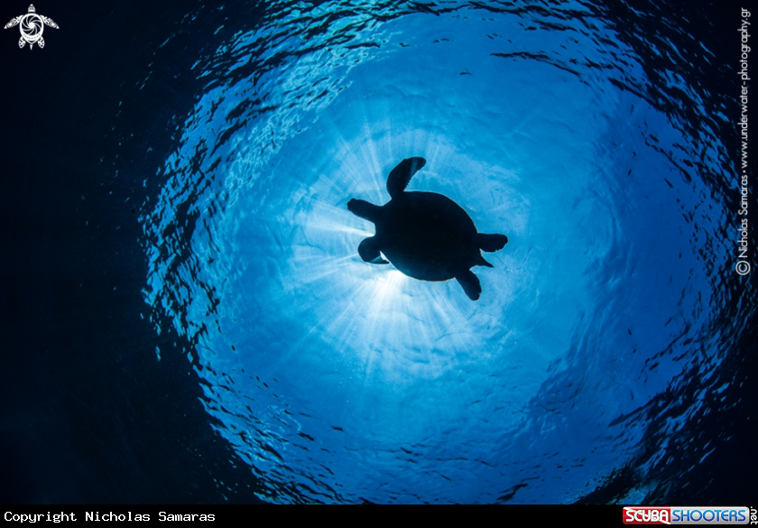 A Sea Turtle