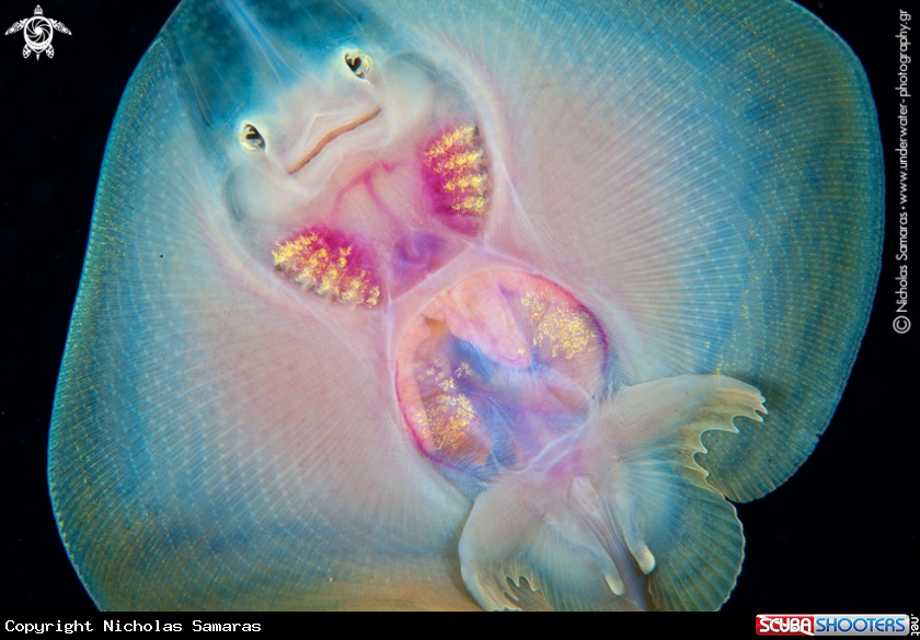 A Stingray