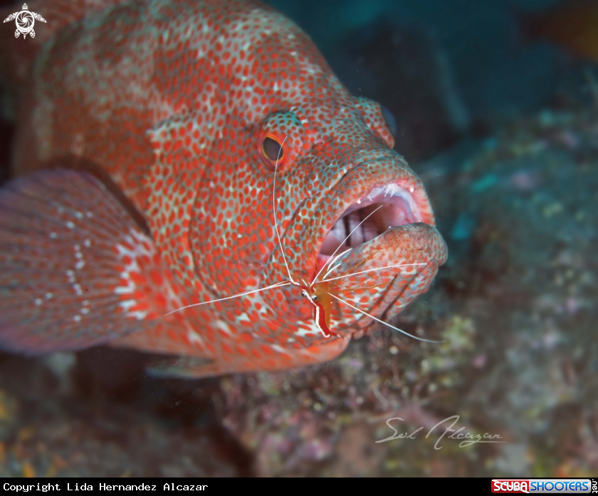 A grouper