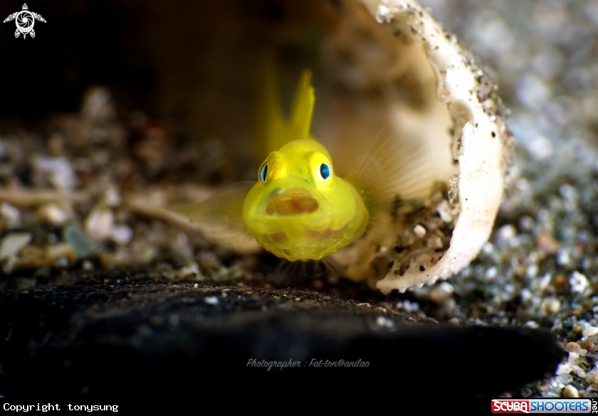 A yellow goby