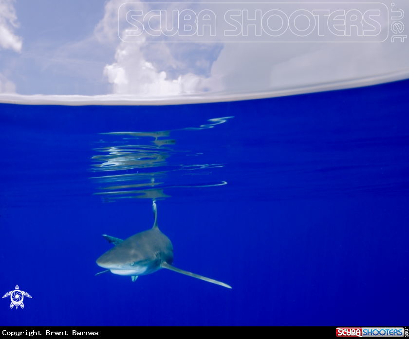 A Oceanic White Tip Shark