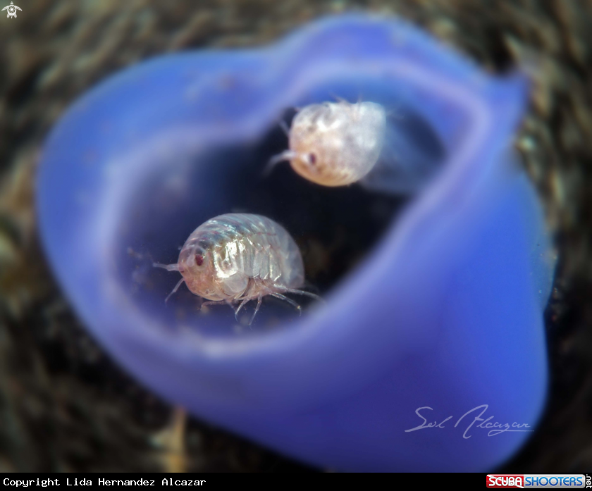 A amphipods