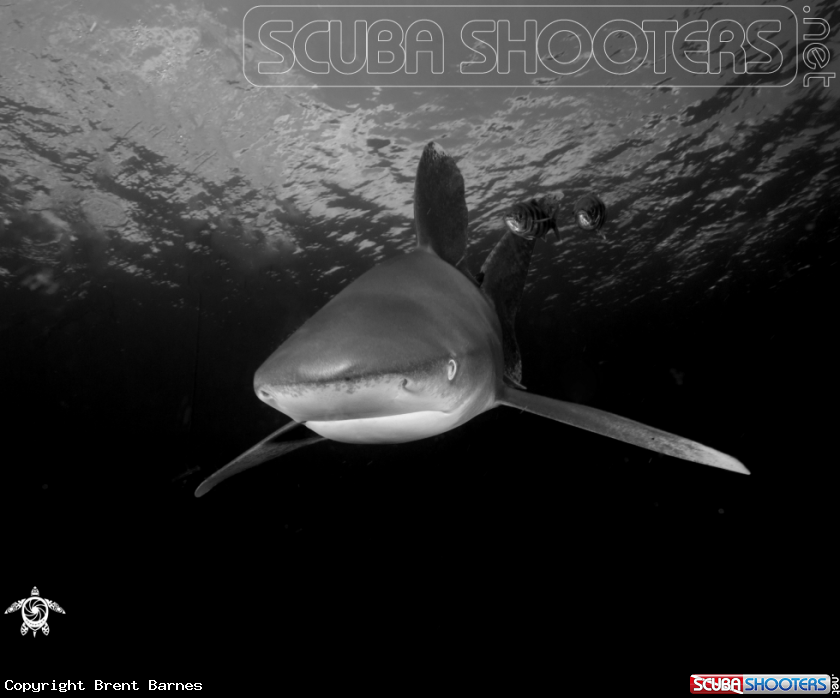A Oceanic White Tip Shark