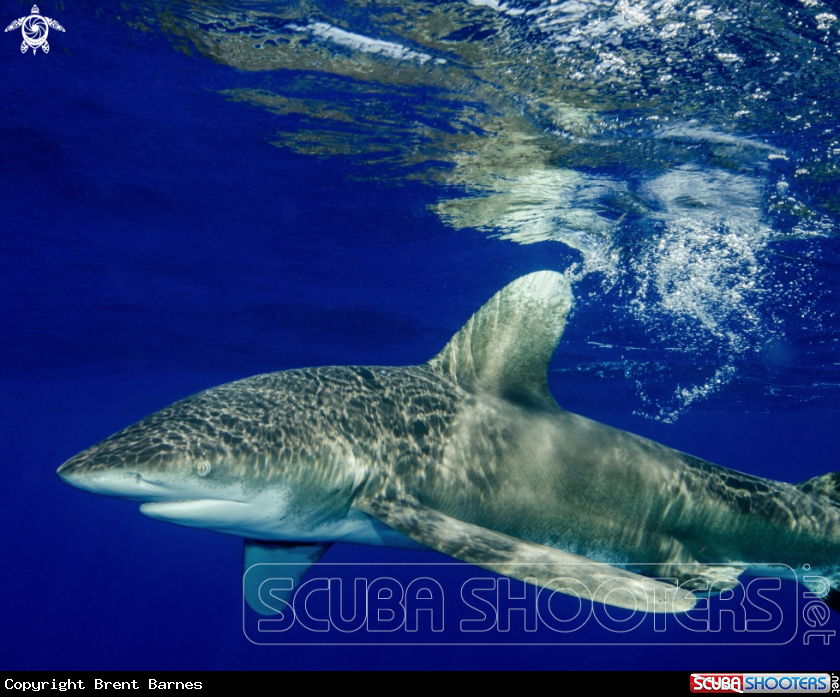 A Oceanic White Tip Shark