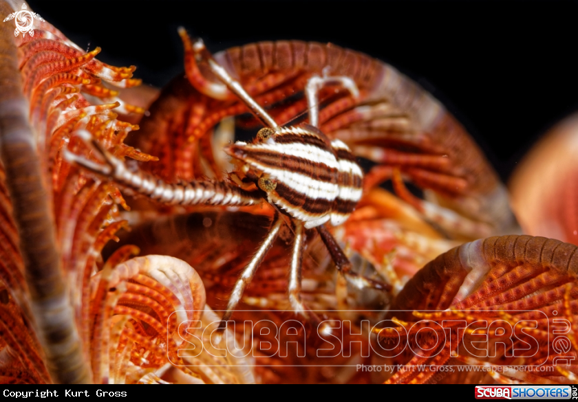 A Elegant Squad Lobster