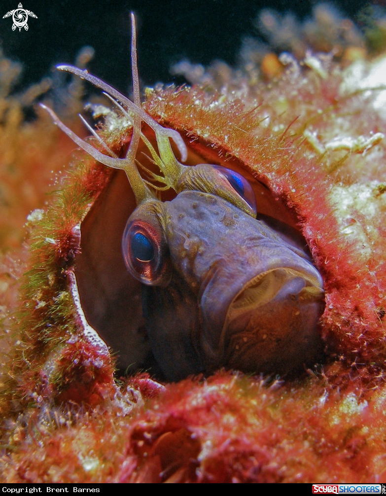 A Seaweed Blenny