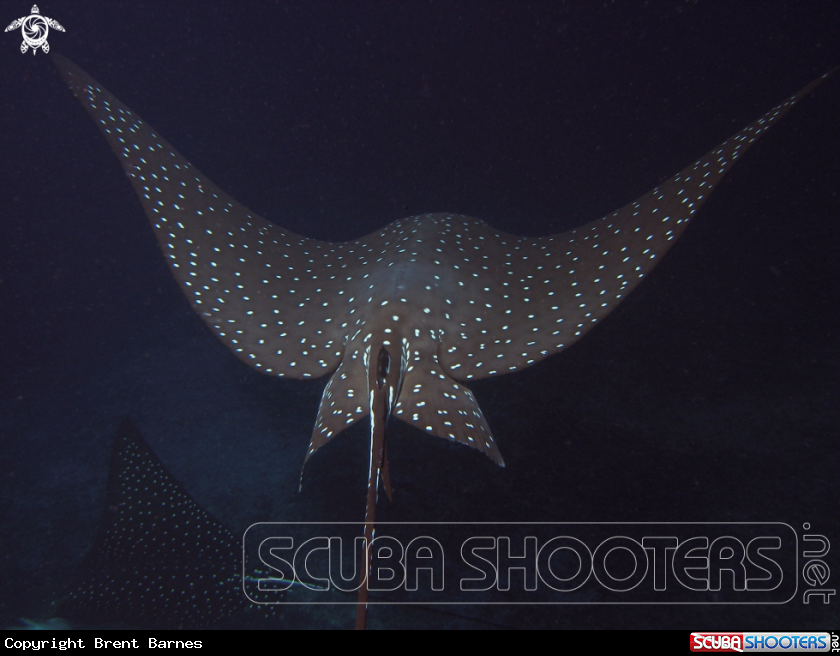 A Eagle Ray