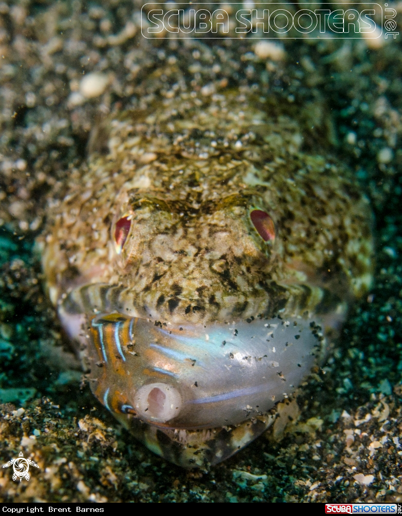 A Lizardfish
