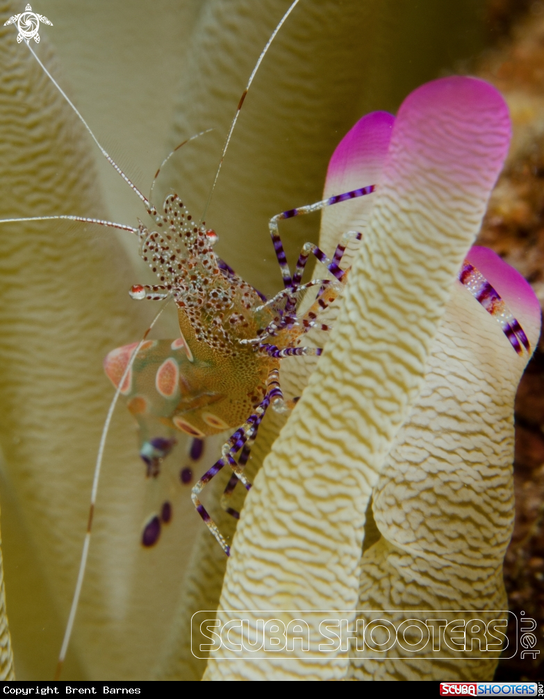 A Spotted Cleaner Shrimp