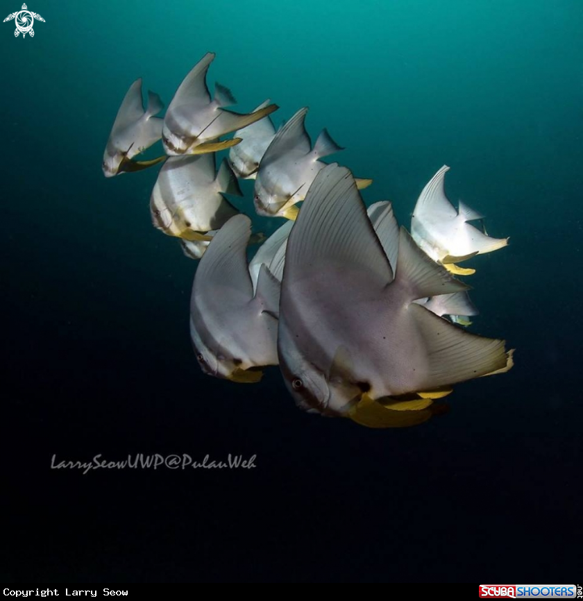 A Batfish