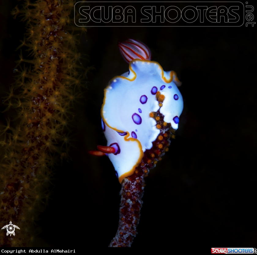 A Nudibranch