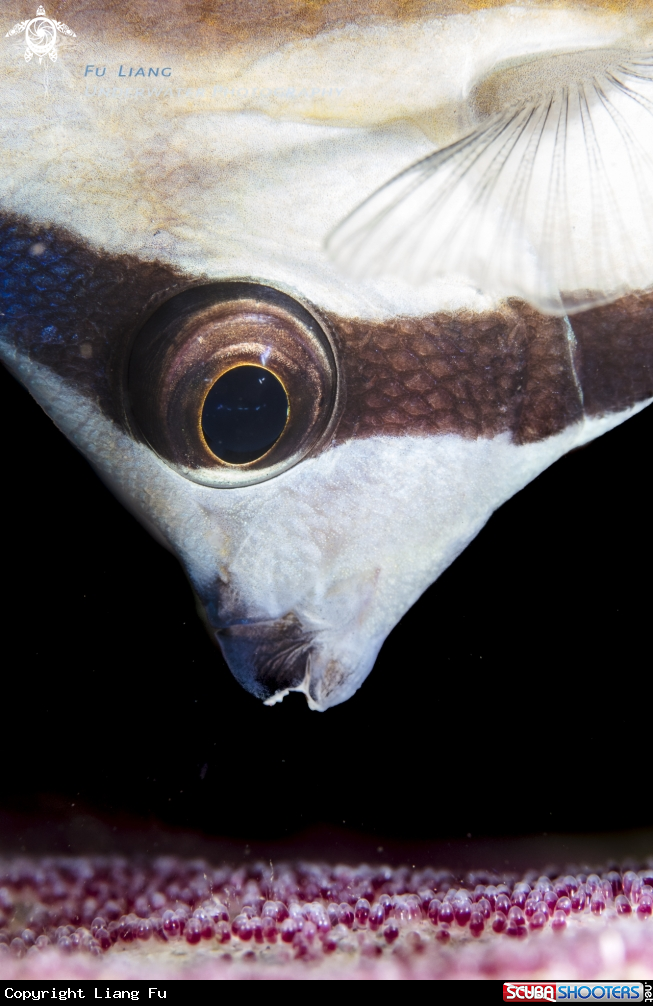 A Butterfly fish feeding on the eggs