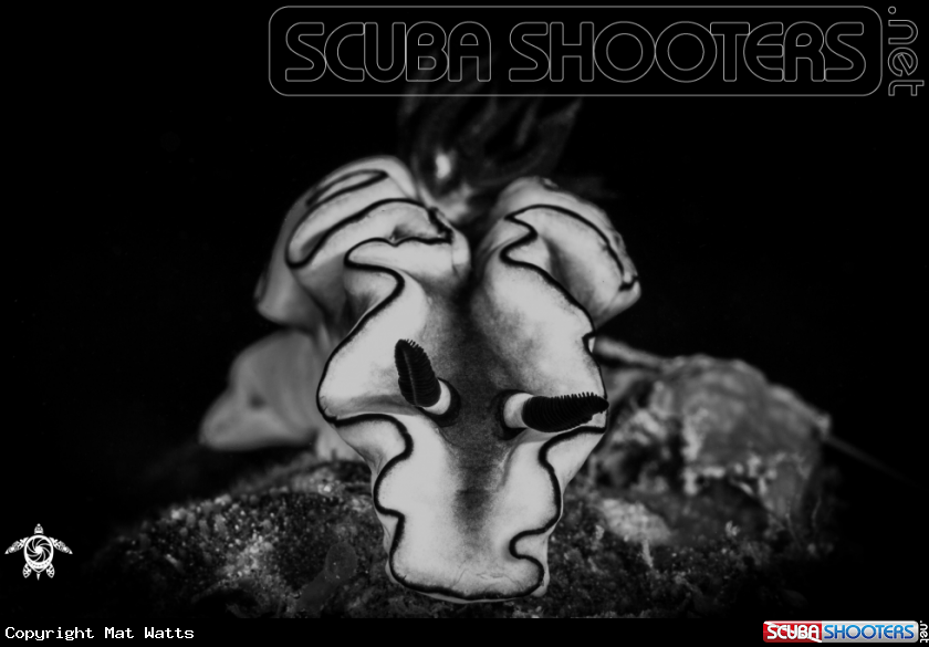 A Nudibranch