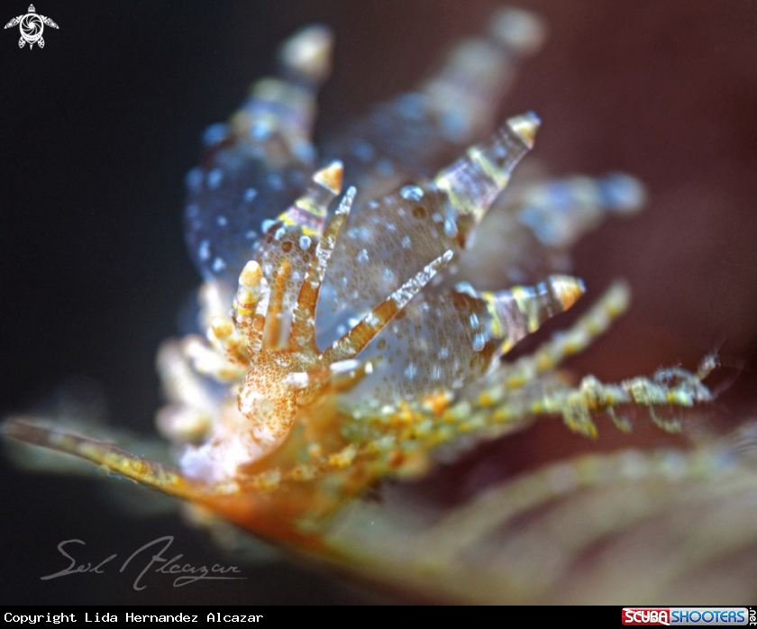 A eubranchus sp