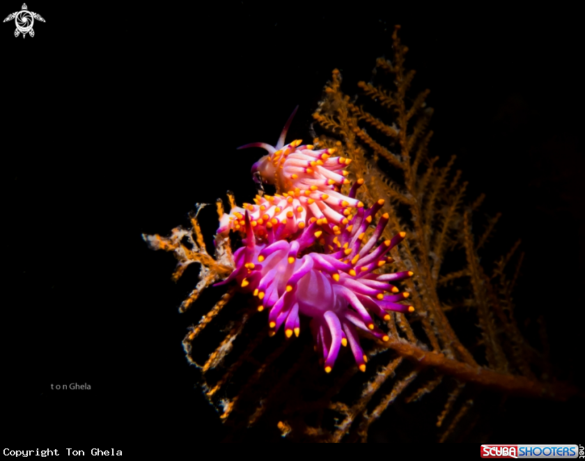 A Nudibranch