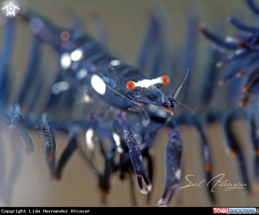 A crinoid shrimp