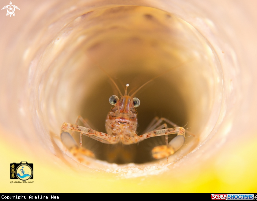 A Two claw shrimp