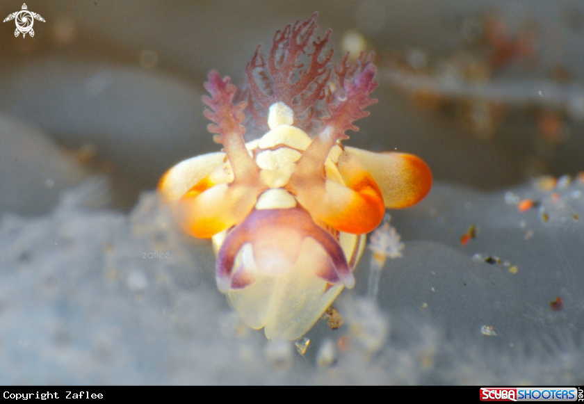 A Trapania Scurra