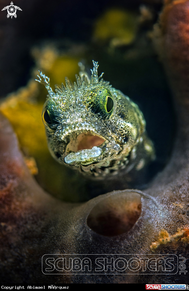 A Secretary Blenny