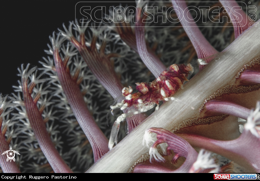 A Sea pen shrimp