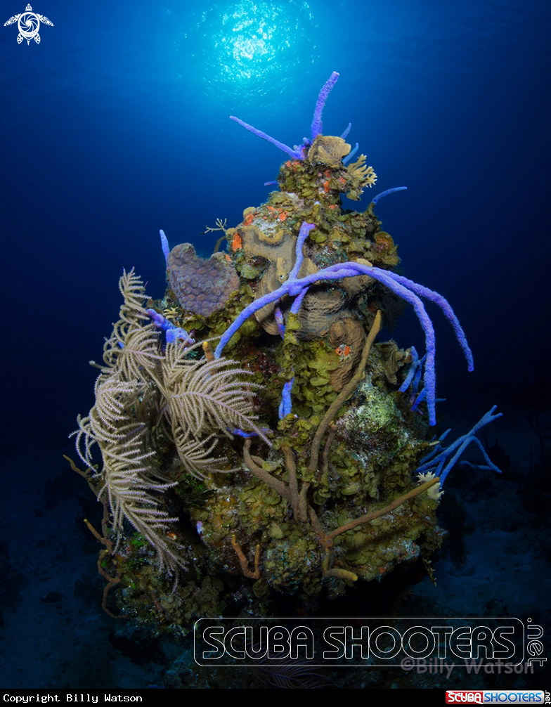 A Coral Bommie