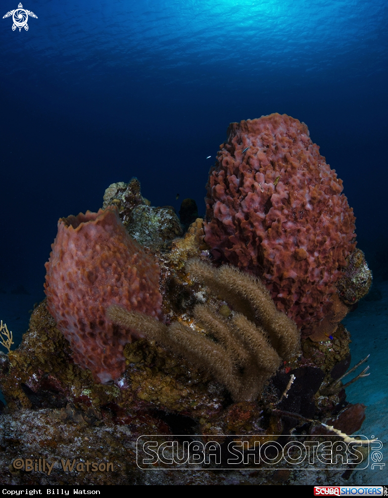 A Coral Bommie