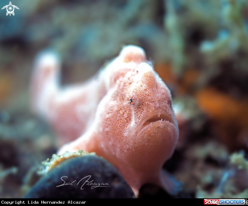 A juvenile frogfish