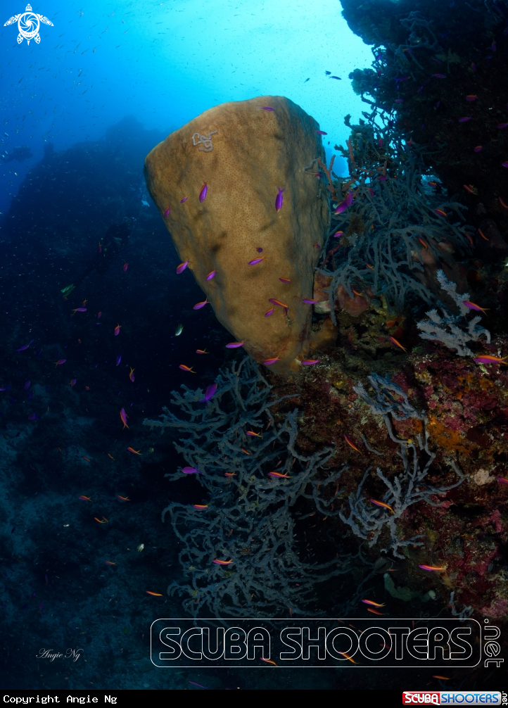 A Sponges coral