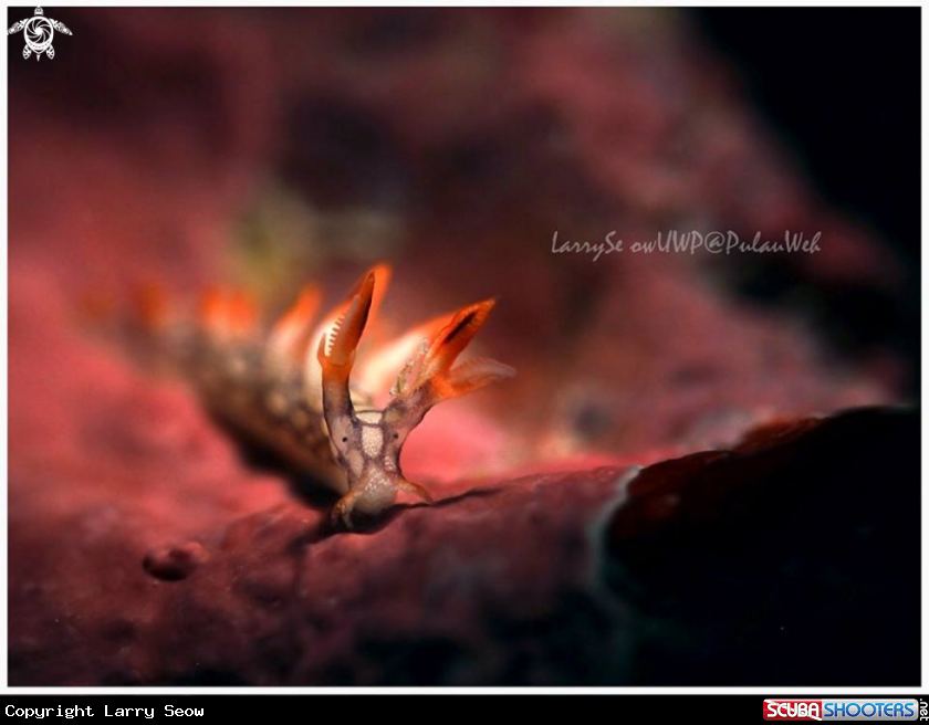 A Bornella Anguilla