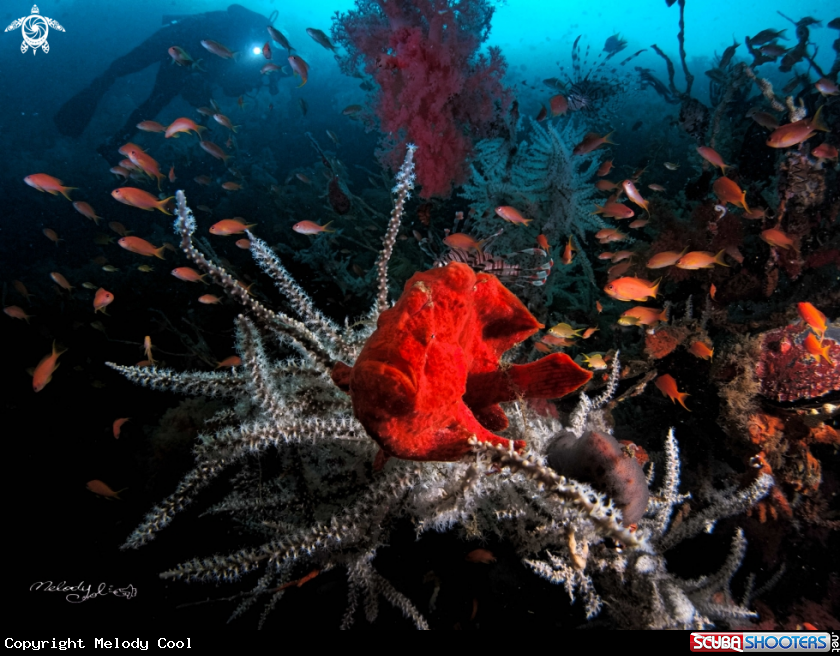 A frog fish 