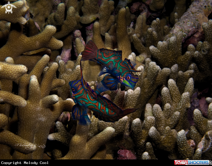 A Mandarin Fish 