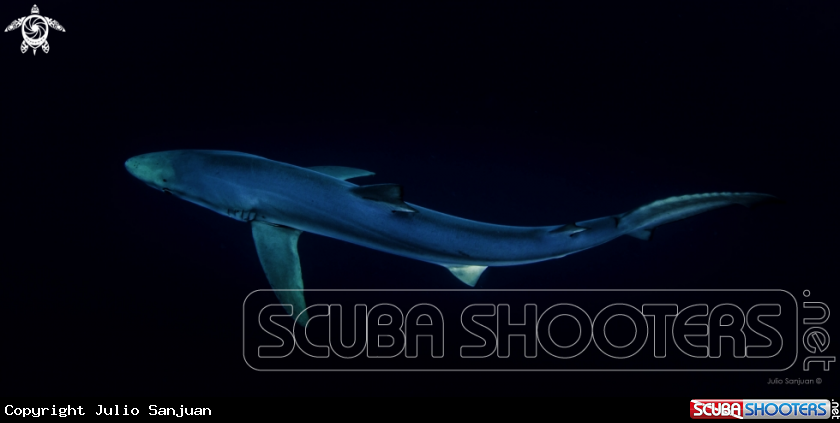 A Blue Shark