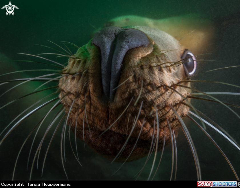 A Steller Sea Lion