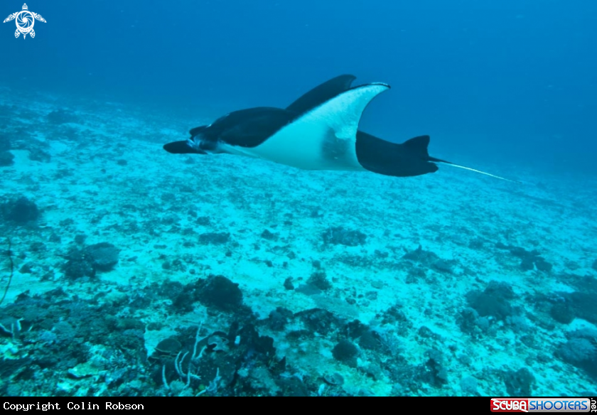A stingray