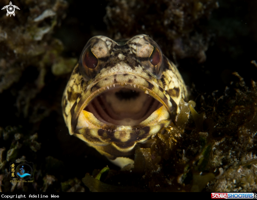 A Dusky jawfish