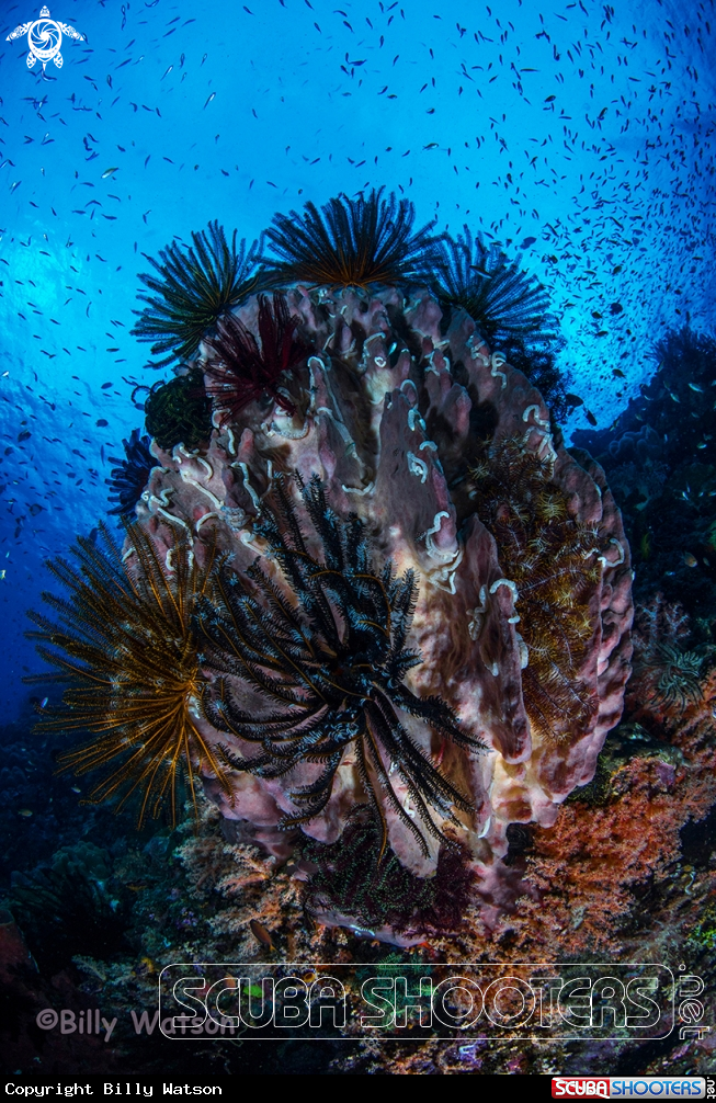 A Barrel Sponge