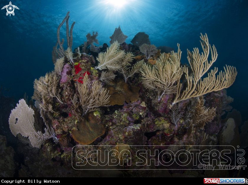 A Coral Bommies