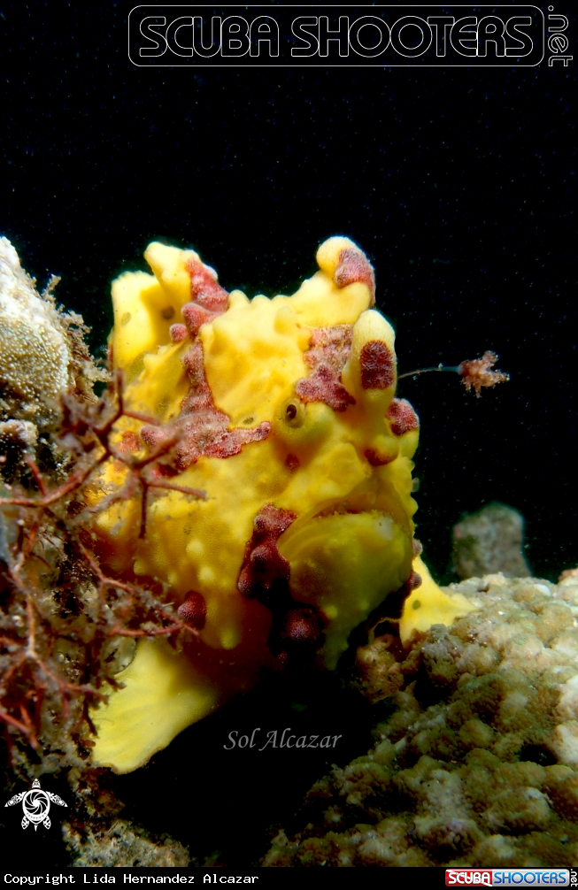 A warty frogfish