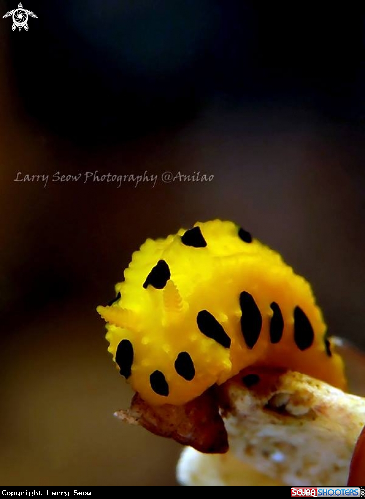 A Nudi Branch - Identification appreciated.  