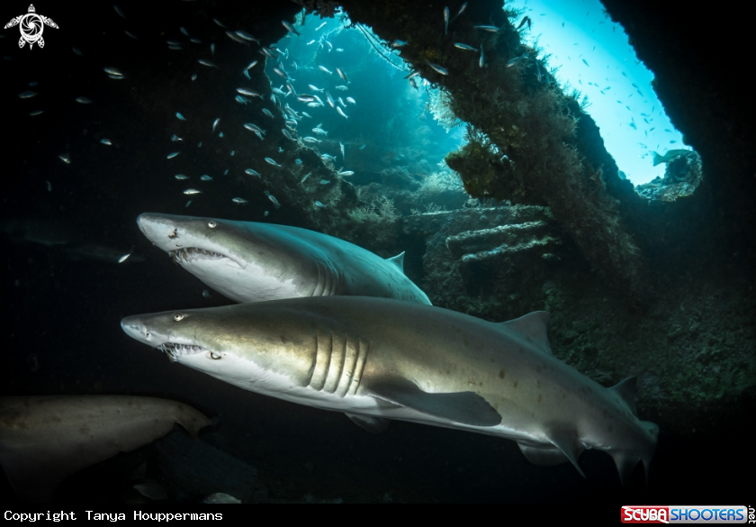 A Sand Tiger Shark