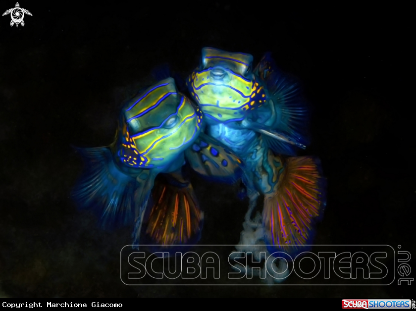 A Mandarin fishes