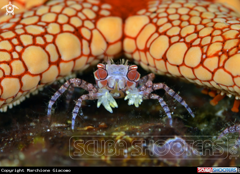A Pom Pom crab