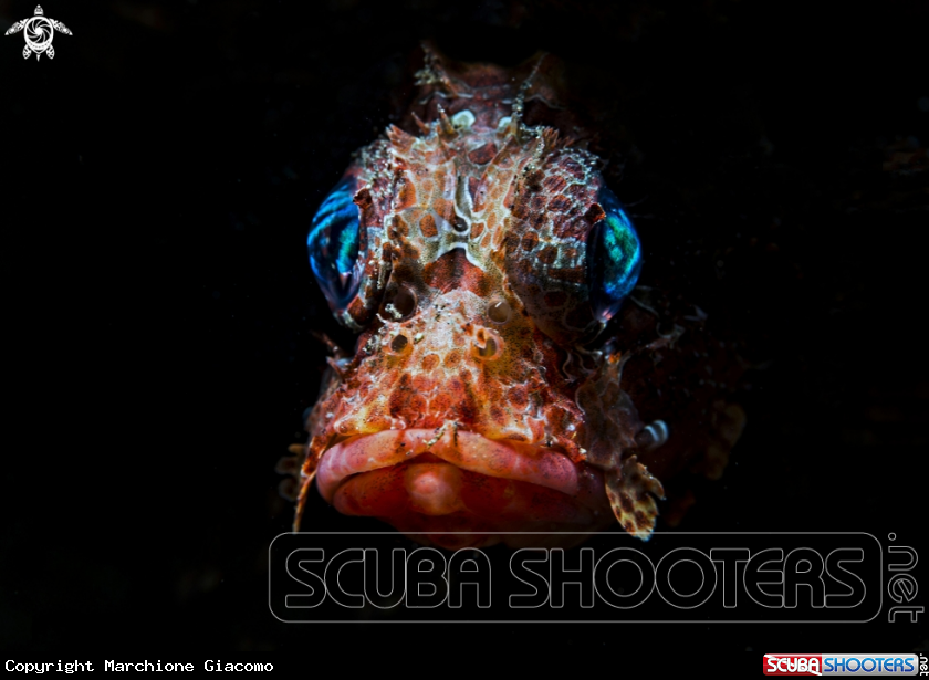 A Scorpion fish