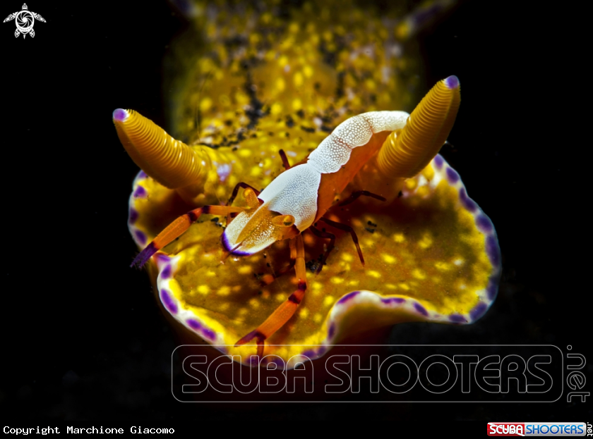 A Periclimenes imperator with sea slug