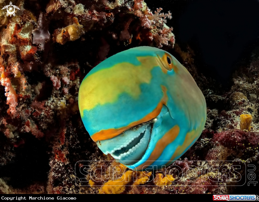 A Parrot fish