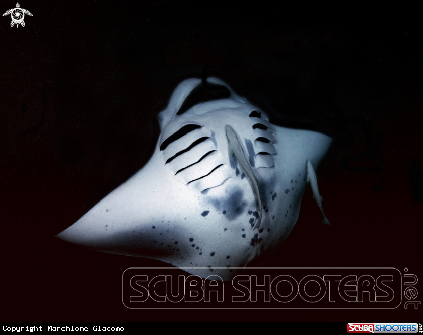 A Manta birostris