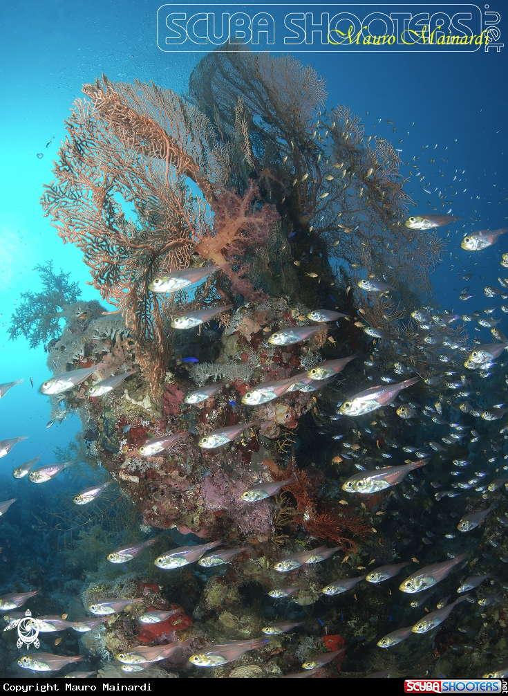 A Reef